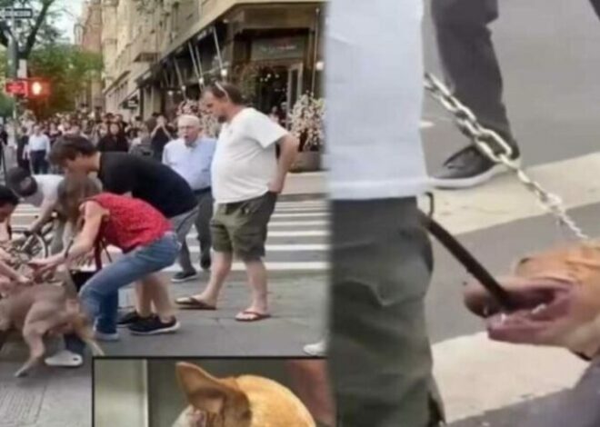 Chihuahua es brutalmente atacado por perros pitbulls
