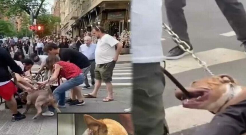 Chihuahua es brutalmente atacado por perros pitbulls