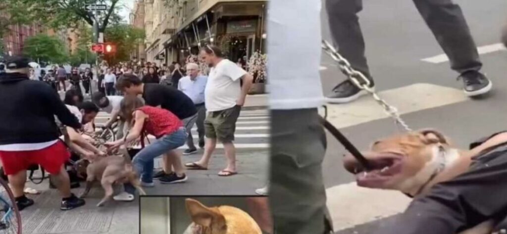 Chihuahua es brutalmente atacado por perros pitbulls