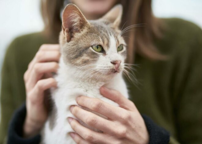 Terapia con gatos: cómo nos ayuda su ronroneo a sobrellevar el estrés y la tristeza