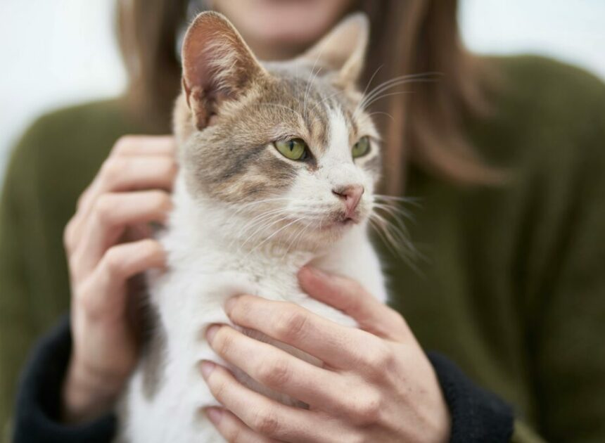 Terapia con gatos: cómo nos ayuda su ronroneo a sobrellevar el estrés y la tristeza