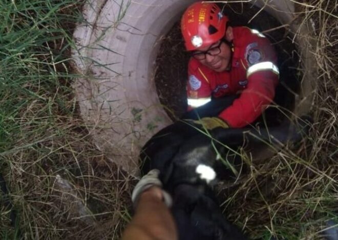 Bomberos Municipales rescatan a perrito atrapado en tubería de Villa Nueva