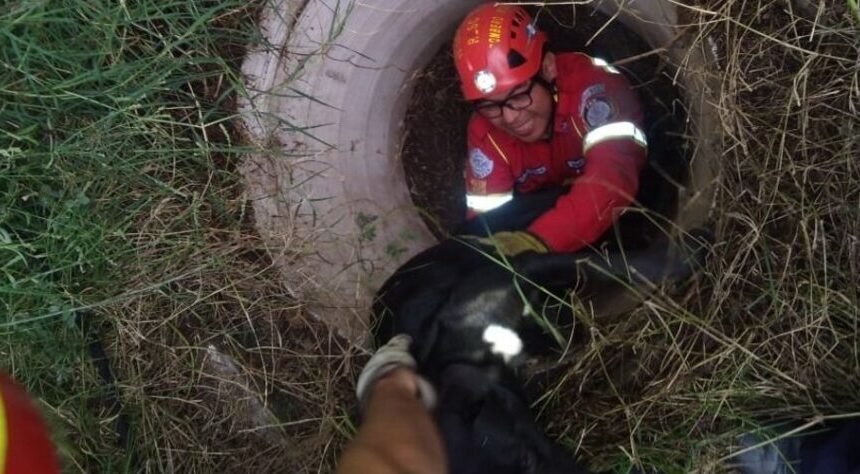 Bomberos Municipales rescatan a perrito atrapado en tubería de Villa Nueva