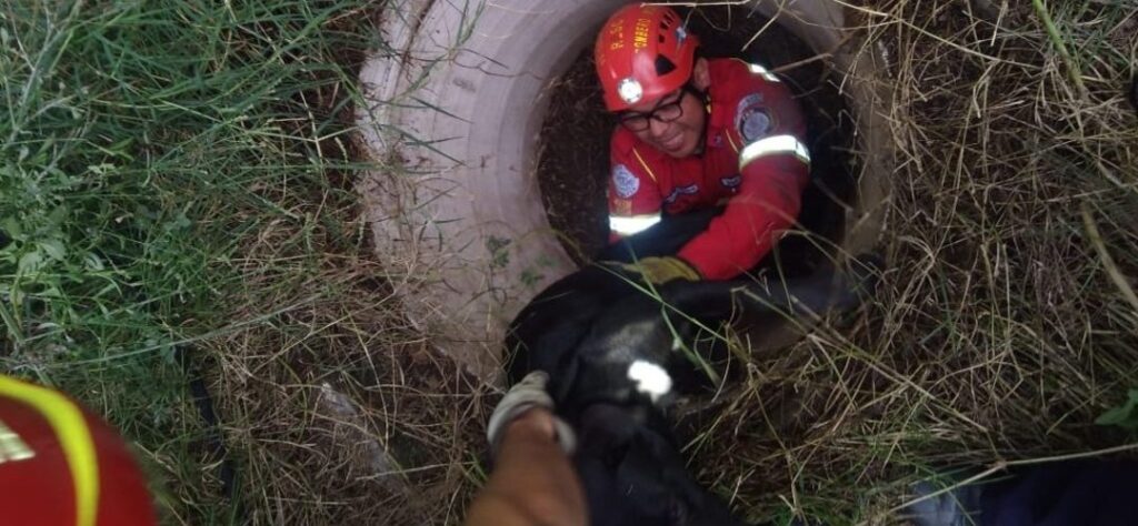 Bomberos Municipales rescatan a perrito atrapado en tubería de Villa Nueva