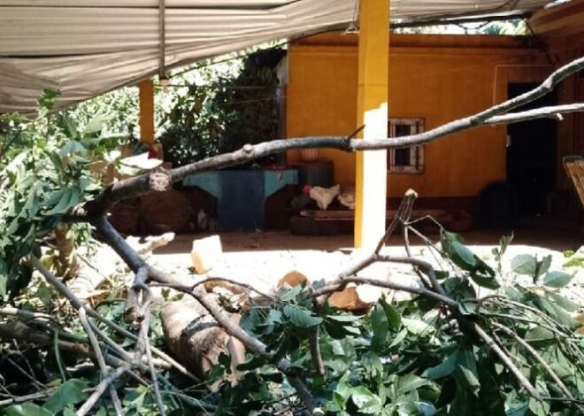 Viento derriba árbol sobre vivienda en San Marcos sin dejar heridos