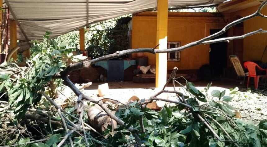 Viento derriba árbol sobre vivienda en San Marcos sin dejar heridos