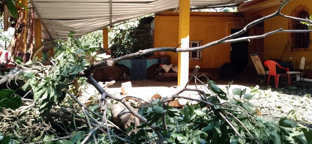 Viento derriba árbol sobre vivienda en San Marcos sin dejar heridos