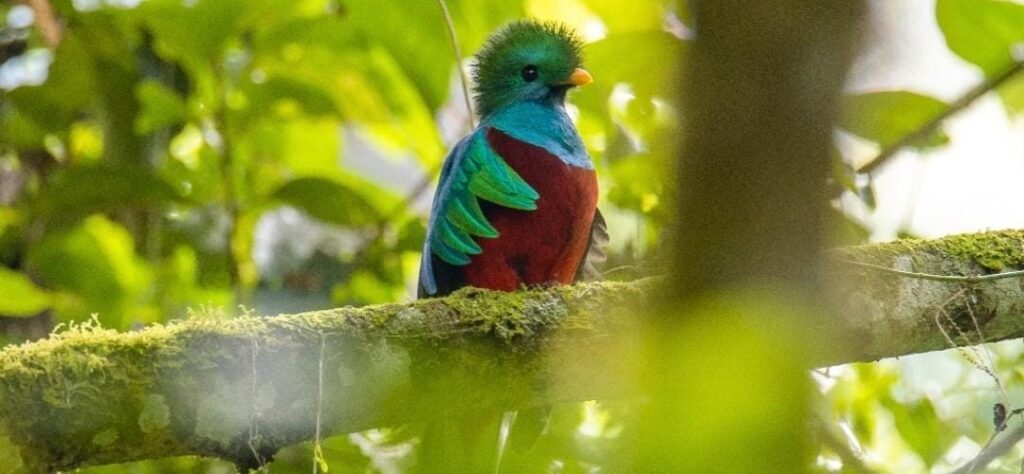 Guatemala celebra el Día Nacional del Quetzal, ave en peligro de extinción