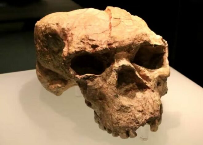 Un cráneo de más de un millón de años desafía las teorías sobre los orígenes de la especie humana