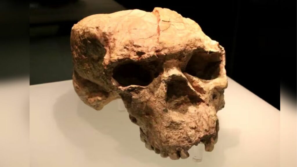 Un cráneo de más de un millón de años desafía las teorías sobre los orígenes de la especie humana