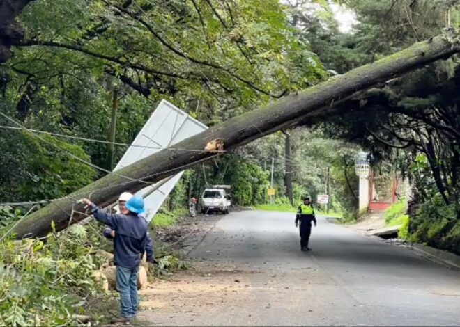 ÁRBOL CAE EN RUTA QUE DIRIGE A VILLA NUEVA