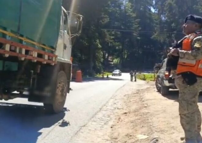 DIPRONA inicia operativos de protección del Pinabete en temporada navideña