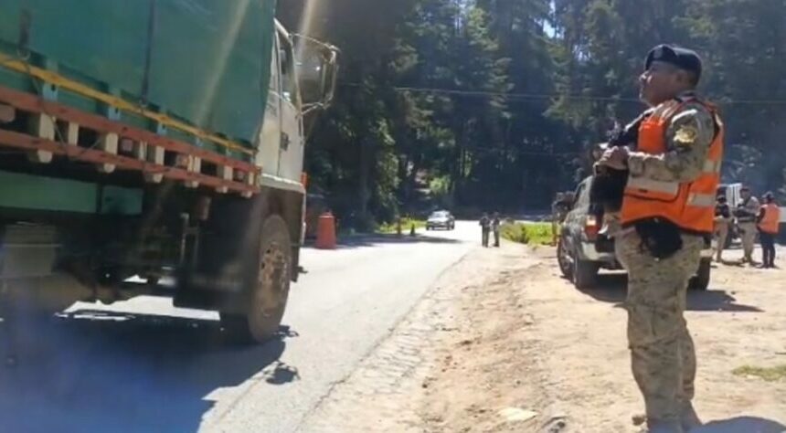 DIPRONA inicia operativos de protección del Pinabete en temporada navideña