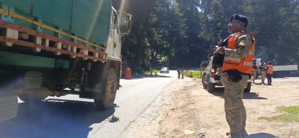 DIPRONA inicia operativos de protección del Pinabete en temporada navideña