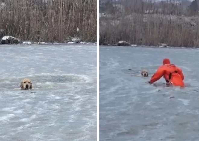 Rescate heroico: salvan a un perro de morir en un estanque congelado