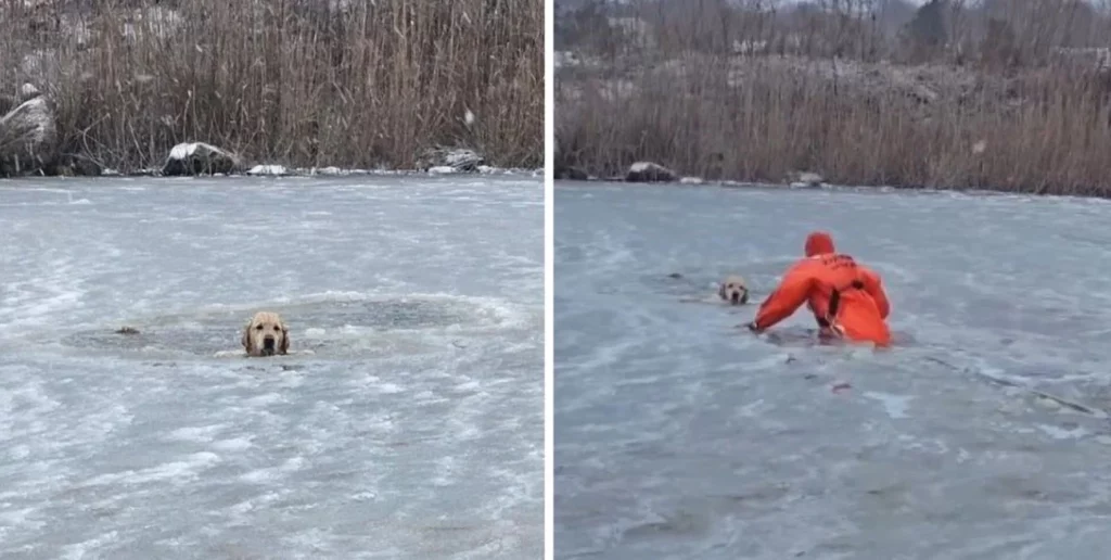 Rescate heroico: salvan a un perro de morir en un estanque congelado